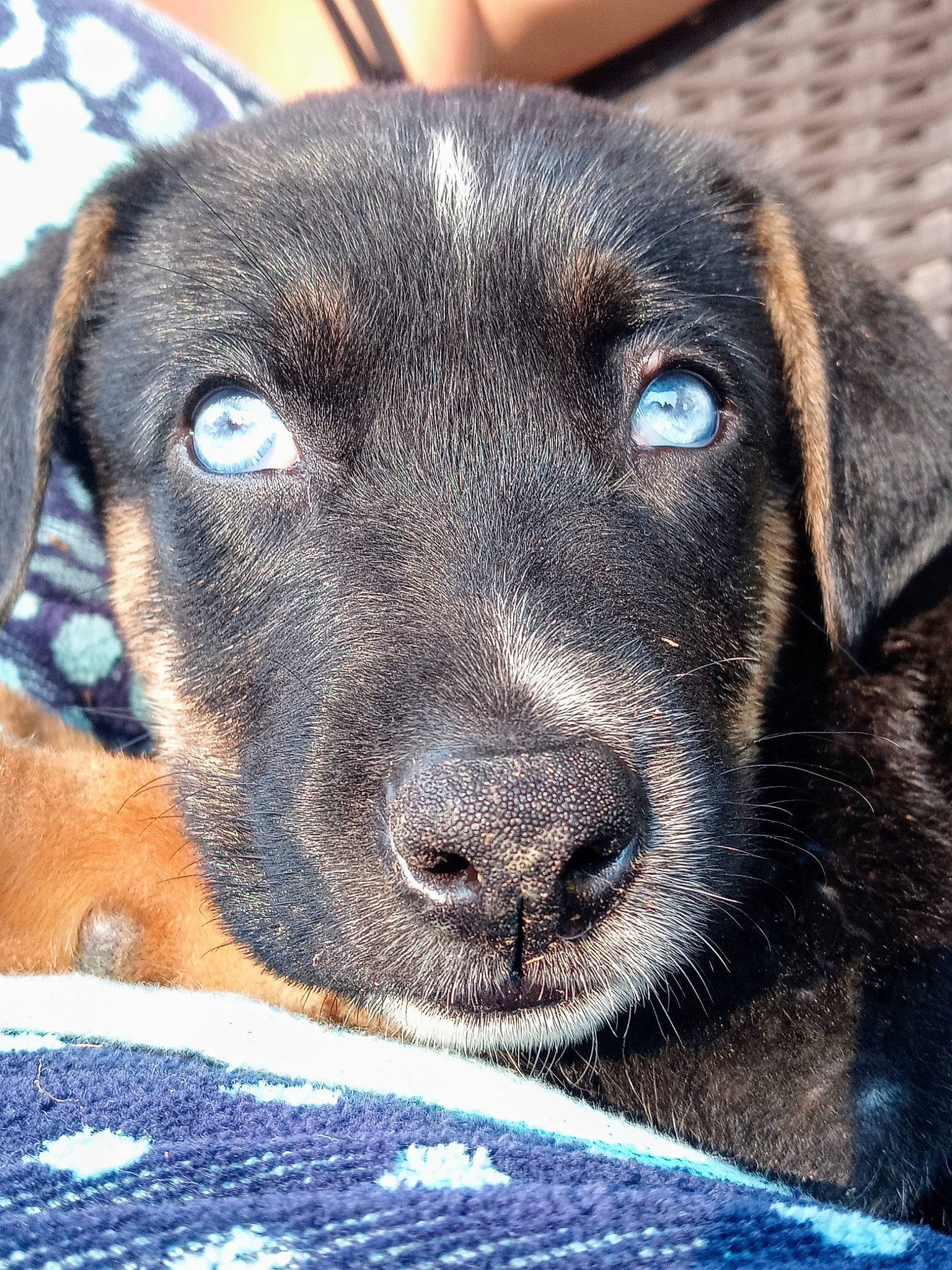 Titus joined the competition — help win amazing prizes! blue, borador, canidae, carnivore, collar, companion_dog, dog, dog_breed, electric_blue, eye, fawn, fur, head, liver, pet_supply, snout, sporting_group, terrestrial_animal, whiskers, working_animal