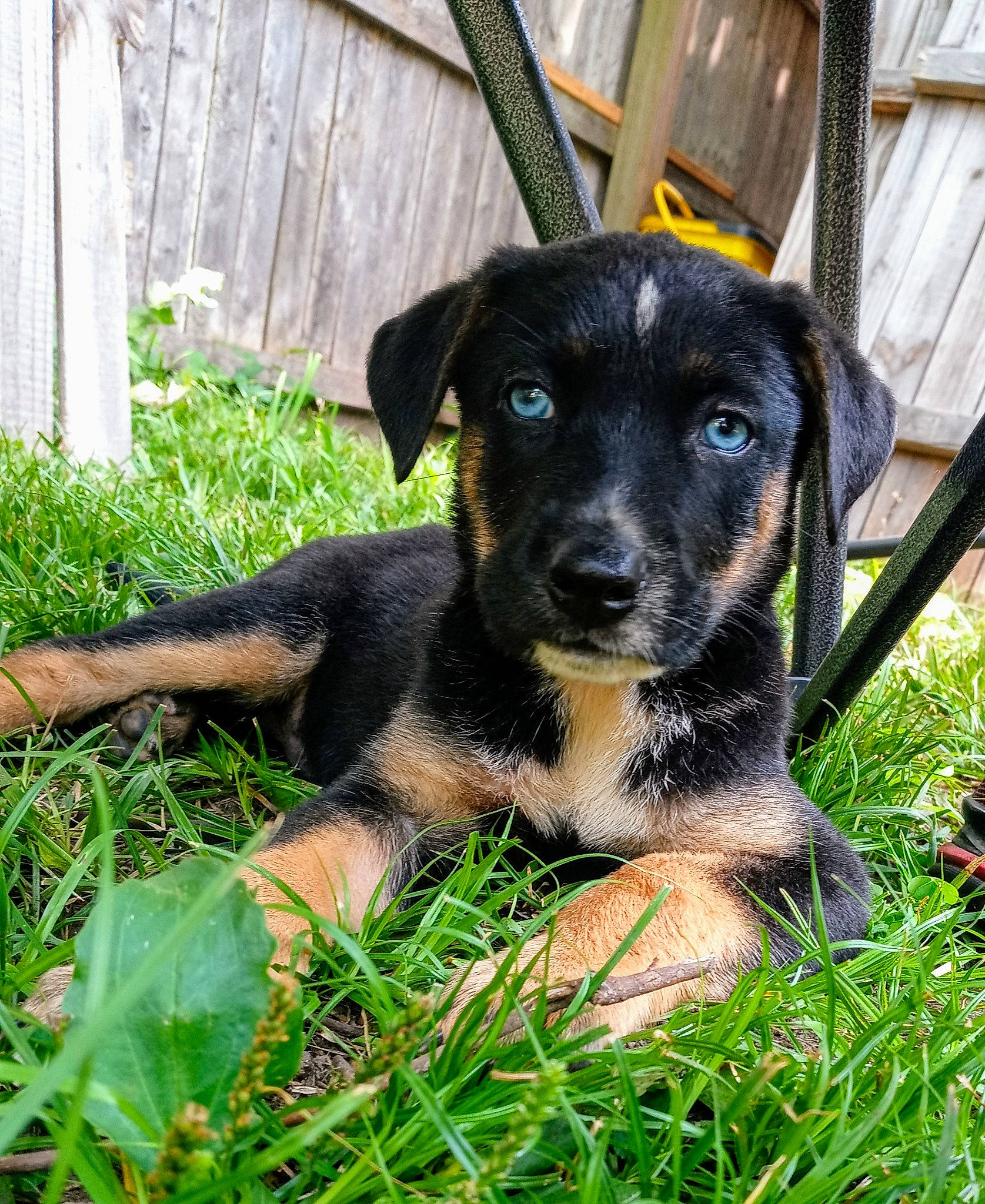 Titus joined the competition — help win amazing prizes! canidae, carnivore, companion_dog, dog, dog_breed, dog_supply, fawn, fence, fur, grass, groundcover, pet_supply, plant, snout, sporting_group, terrestrial_animal, toy_dog, whiskers, working_animal, working_dog