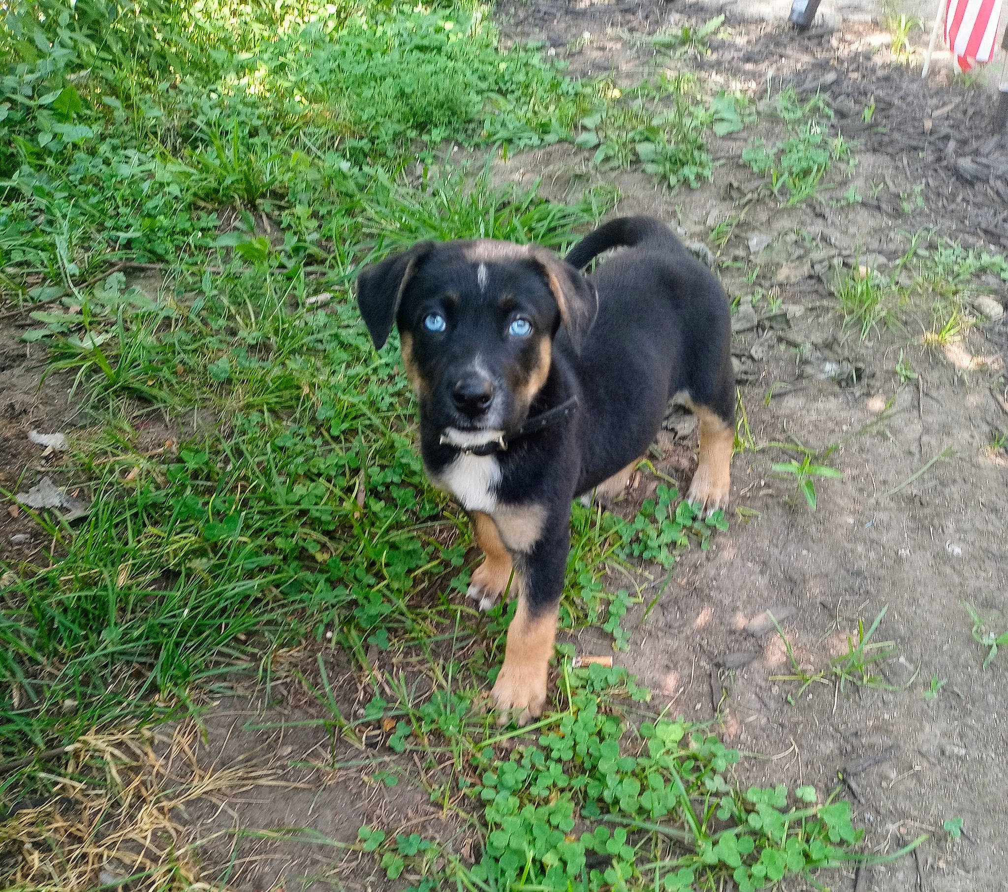 Titus is registered to the contest to win money with this photo: canidae, carlin_pinscher, carnivore, companion_dog, dog, dog_breed, flag, flag_day_usa, flag_of_the_united_states, grass, groundcover, hunting_dog, plant, rottweiler, snout, soil, sporting_group, terrestrial_animal, working_animal, working_dog