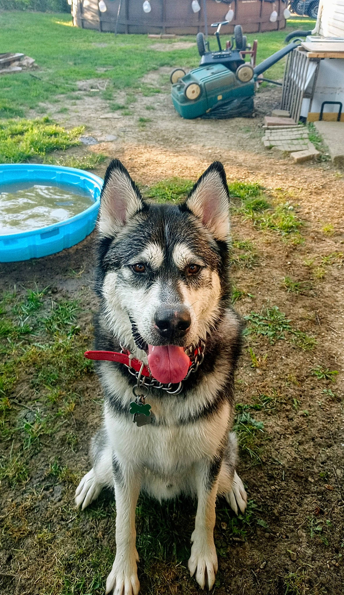 Suka joined the competition — help win amazing prizes! ancient_dog_breeds, canis, carnivore, collar, companion_dog, dog, dog_breed, fur, grass, pet_supply, plant, sled_dog, snout, soil, water, wheel, wolf, working_animal, working_dog