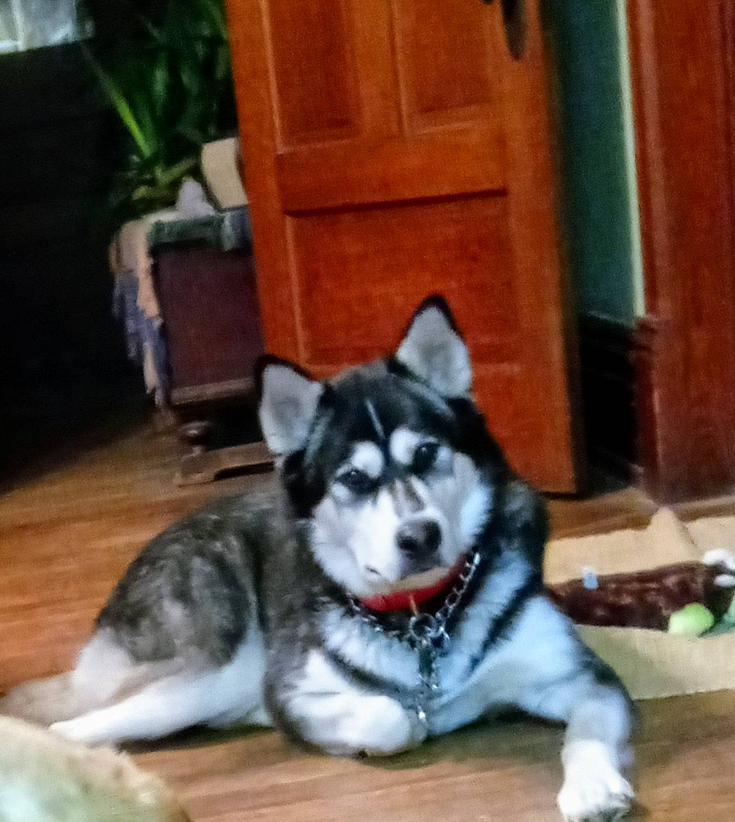 Suka joined the competition — help win amazing prizes! carnivore, companion_dog, dog, dog_breed, door, fawn, flooring, flowerpot, fur, houseplant, plant, recreation, siberian_husky, sled_dog, snout, sporting_group, tail, terrestrial_animal, wood, working_animal