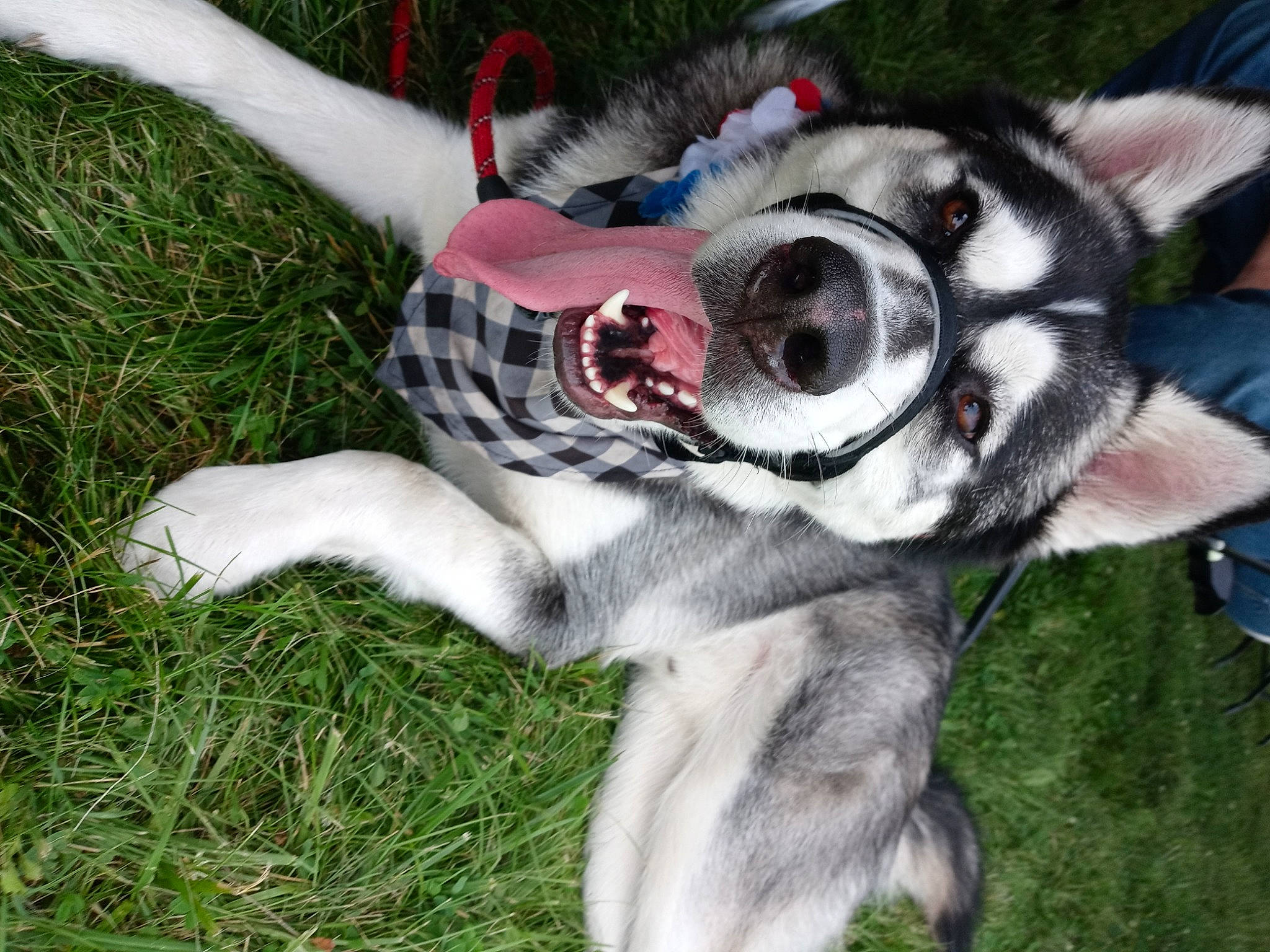 Suka joined the competition — help win amazing prizes! canidae, carnivore, collar, companion_dog, dog, dog_breed, dog_collar, dog_supply, fashion_accessory, fawn, fur, grass, leash, non_sporting_group, snout, sporting_group, tail, whiskers, working_animal, working_dog