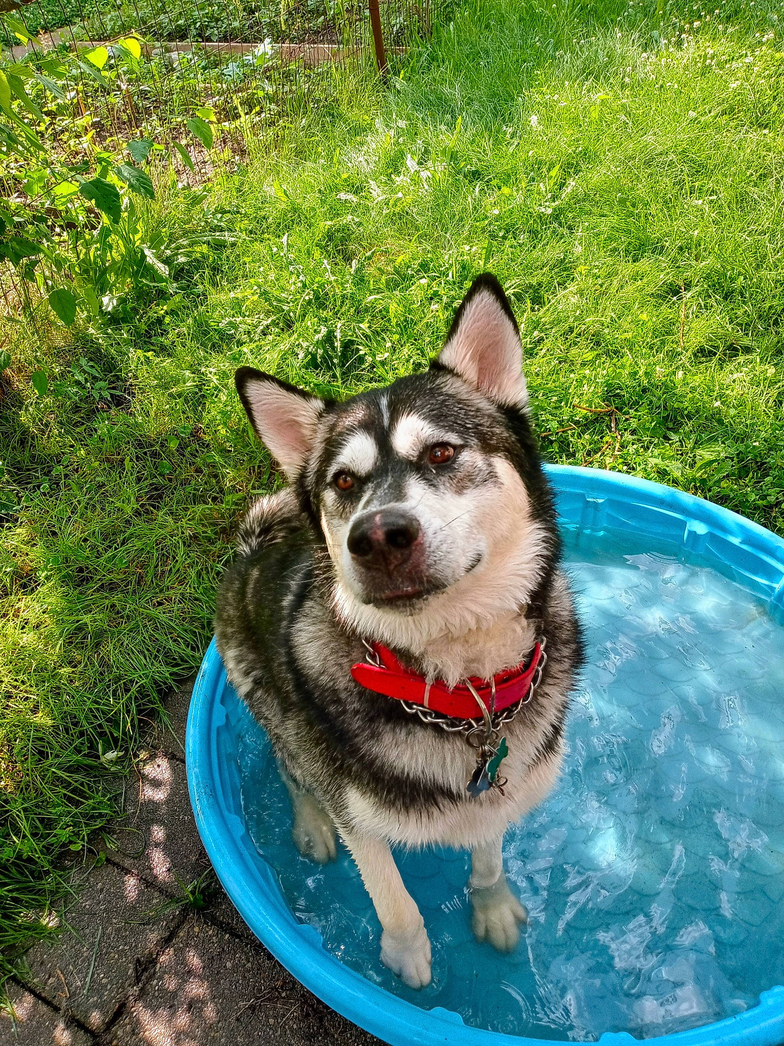 Suka joined the competition — help win amazing prizes! boat, canidae, carnivore, collar, companion_dog, dog, dog_breed, dog_supply, fashion_accessory, grass, leisure, pet_supply, plant, recreation, siberian_husky, sled_dog, snout, sporting_group, water, working_animal