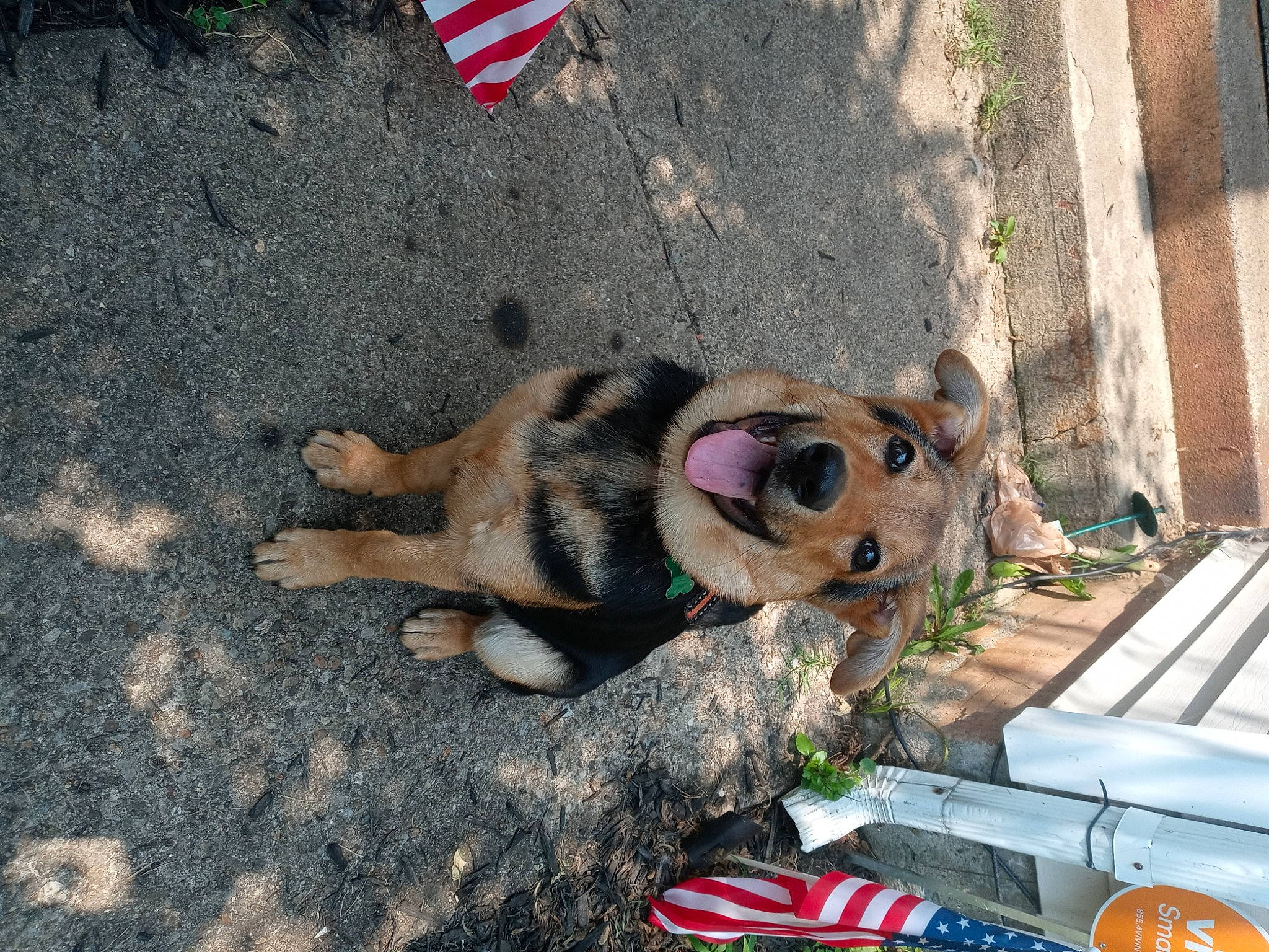 Ava joined the competition — help win amazing prizes! art, asphalt, canidae, carnivore, companion_dog, dog, dog_breed, dog_clothes, dog_supply, fawn, flag, flag_of_the_united_states, fur, leash, pet_supply, road_surface, sidewalk, snout, sporting_group, working_animal