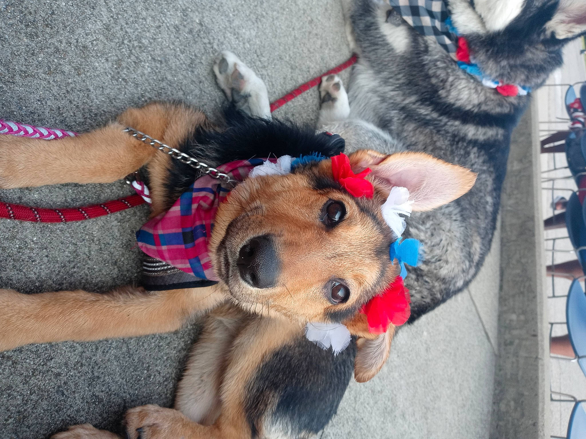 Ava is registered to the contest to win money with this photo: canidae, carnivore, collar, companion_dog, dog, dog_breed, dog_clothes, dog_supply, fashion_accessory, fawn, fur, leash, mammal, pet_supply, shoe, snout, sporting_group, stuffed_toy, toy, working_animal