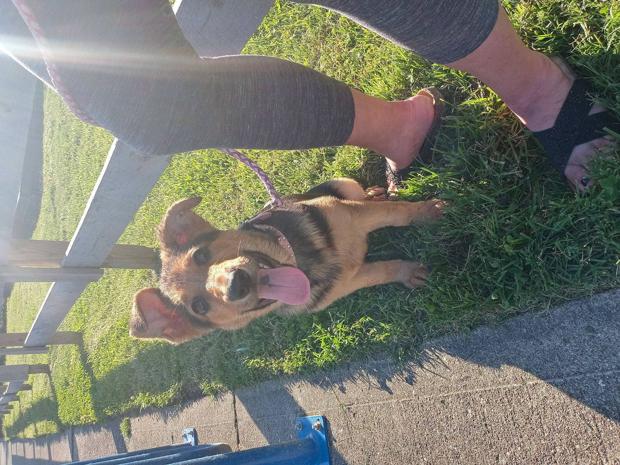 Ava joined the competition — help win amazing prizes! asphalt, carnivore, companion_dog, dog, dog_breed, eyewear, fawn, foot, gesture, grass, human_leg, knee, lawn, leisure, plant, road_surface, sunlight, thigh, tints_and_shades, tree