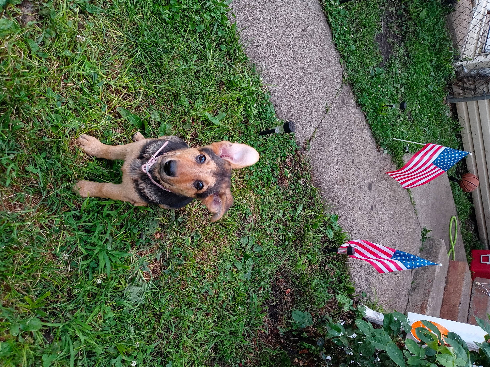 Ava joined the competition — help win amazing prizes! carnivore, companion_dog, dog, dog_breed, event, flag, flag_day_usa, flag_of_the_united_states, garden, grass, grass_family, groundcover, lawn, lawn_ornament, plant, pole, shrub, tail, terrestrial_animal, toy