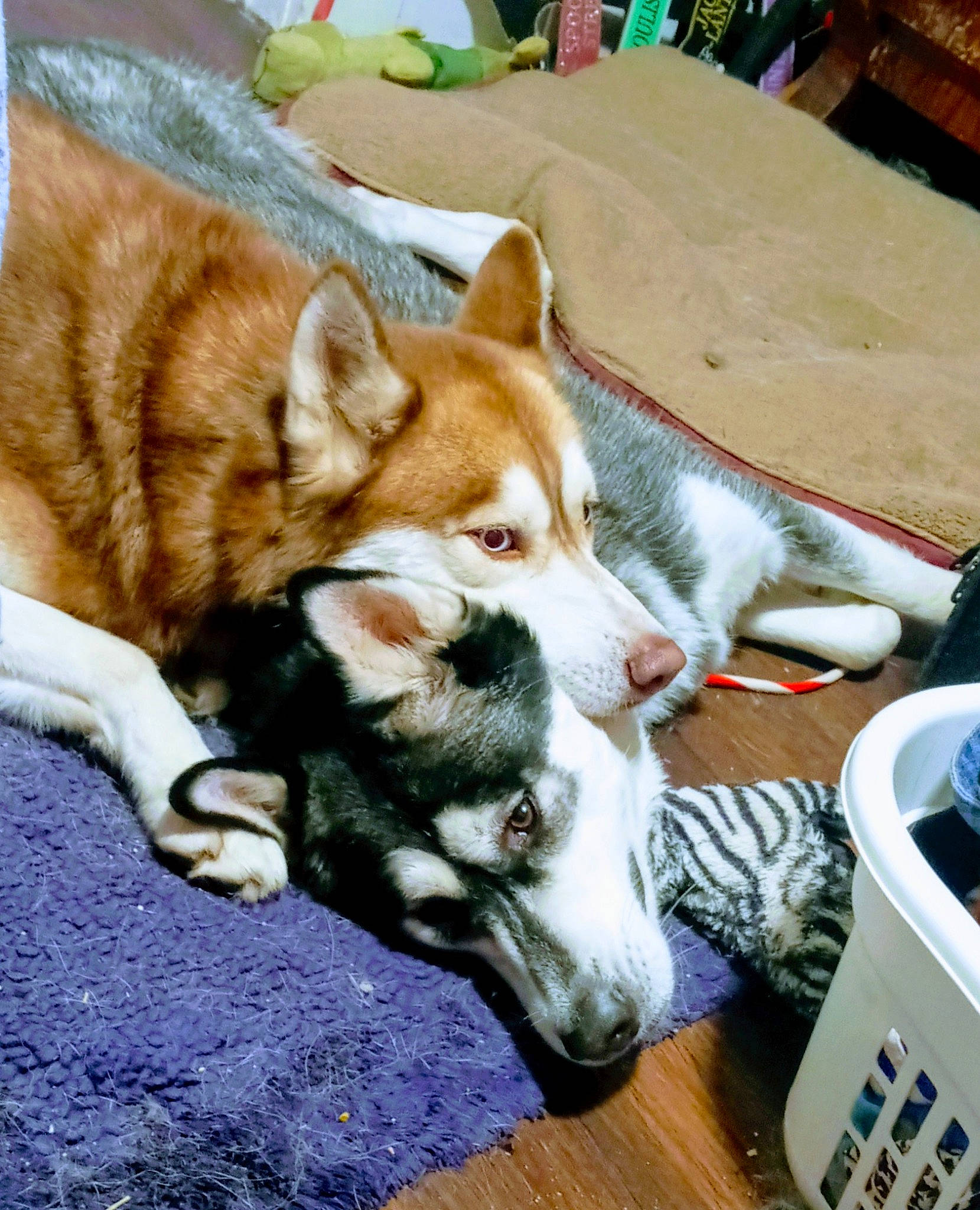 Brisco is registered to the contest to win money with this photo: ancient_dog_breeds, box, canidae, canis, carnivore, comfort, companion_dog, cup, dog, dog_breed, fawn, fur, non_sporting_group, sled_dog, snout, sporting_group, whiskers, wood, working_animal, working_dog