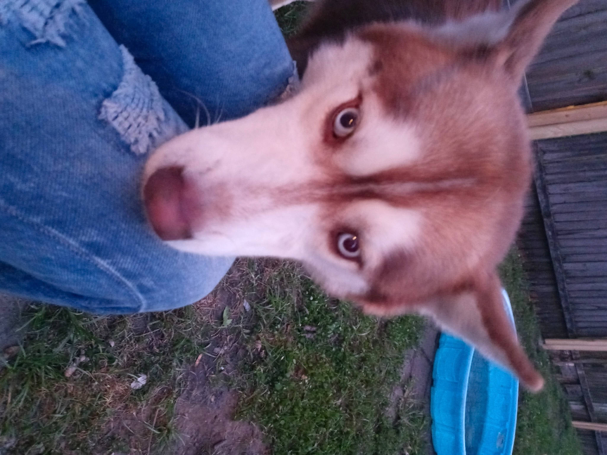 Brisco joined the competition — help win amazing prizes! ancient_dog_breeds, canidae, canis, carnivore, companion_dog, denim, dog, dog_breed, fawn, fur, grass, jaw, non_sporting_group, sled_dog, snout, spitz, sporting_group, whiskers, working_animal, working_dog