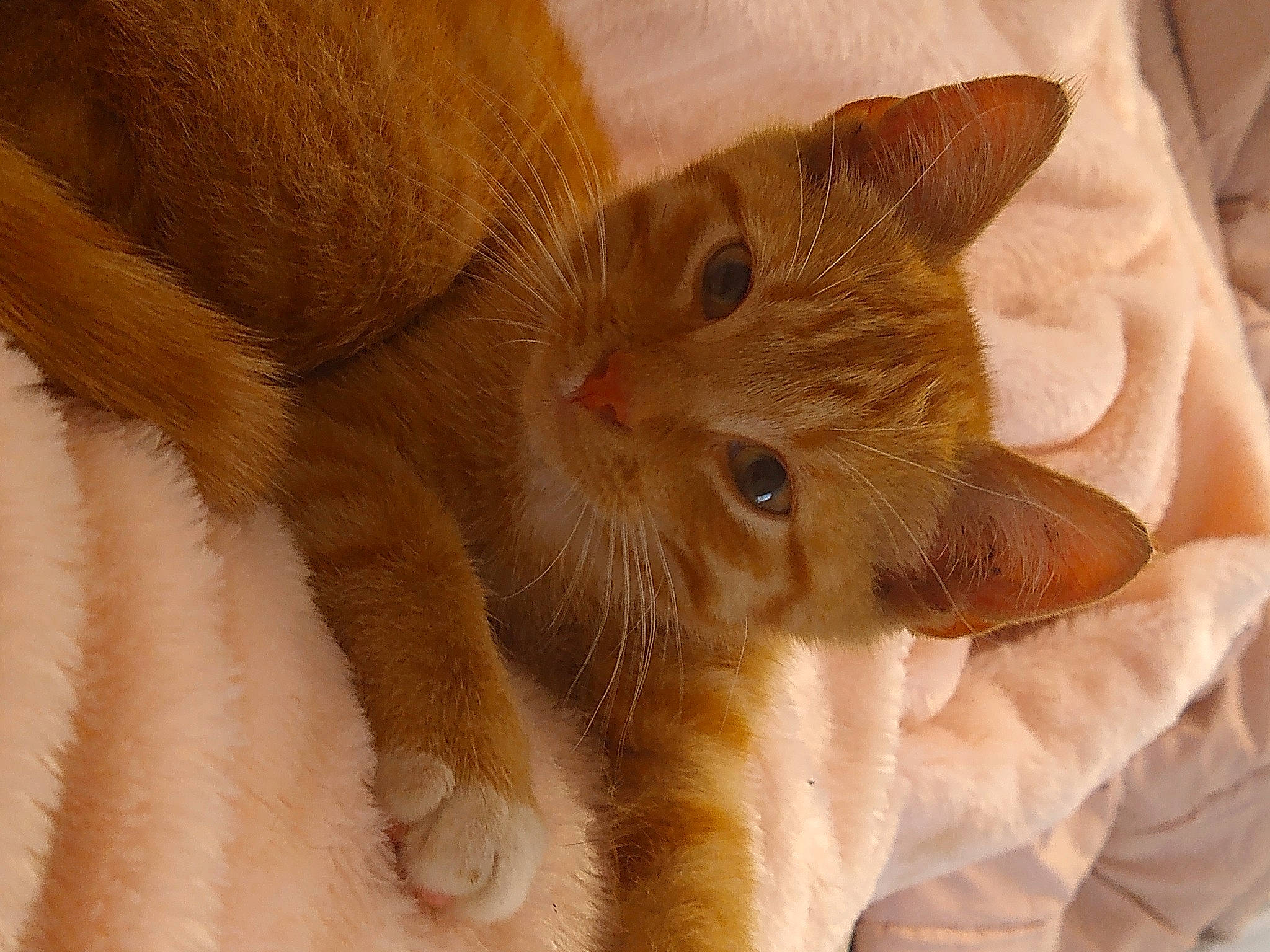 Cosmo is registered to the contest to win money with this photo: carnivore, cat, claw, close_up, comfort, domestic_short_haired_cat, ear, fawn, felidae, foot, fur, gesture, nail, paw, small_to_medium_sized_cats, snout, terrestrial_animal, whiskers, wood, wrinkle