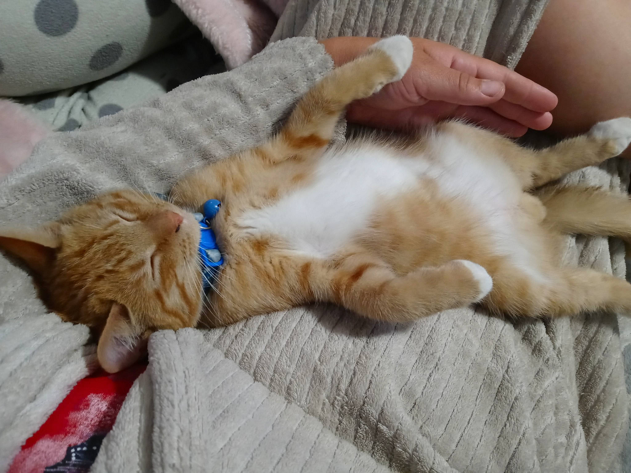 Cosmo is registered to the contest to win money with this photo: carnivore, cat, claw, comfort, domestic_short_haired_cat, fawn, felidae, football, fur, gesture, hand, nail, nap, paw, small_to_medium_sized_cats, sporting_group, tail, thumb, whiskers, wrist