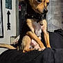 Loki is registered to the contest to win money with this photo: dog, small_dog, pet, indoor, person, arm, collar, mirror, wall_art, furniture, bedroom, black_clothing, seated, alert, animal, canine, closeup, cute, domestic_animal, resting