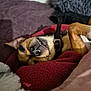 Loki is registered to the contest to win money with this photo: dog, pet, blanket, cozy, smiling, teeth, fur, collar, indoor, resting, cute, snug, relaxed, bed, soft, warm, animal, portrait, sleepy, paw
