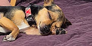 Loki is registered to the contest to win money with this photo: dog, sleeping, collar, blanket, indoor, quilt, wooden_table, paw, resting, pet, fur, canine, relaxation, sleep, domestic_animal, brown, black, closeup, household, comfort