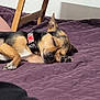 dog, sleeping, collar, blanket, indoor, quilt, wooden_table, paw, resting, pet, fur, canine, relaxation, sleep, domestic_animal, brown, black, closeup, household, comfort