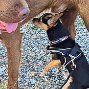 Loki is registered to the contest to win money with this photo: dog, small_dog, large_dog, harness, leash, sniffing, outdoor, gravel, curious, brown_dog, black_and_tan_dog, animal_interaction, close_up, playful, pet, canine, tongue_out, collar, nature, grass