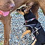 dog, small_dog, large_dog, harness, leash, sniffing, outdoor, gravel, curious, brown_dog, black_and_tan_dog, animal_interaction, close_up, playful, pet, canine, tongue_out, collar, nature, grass