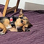 dog, pet, sleeping, resting, purple_blanket, collar, indoor, furniture, wood, paw, small_dog, cute, relaxed, lying_down, animal, canine, bedroom, home, cozy, quiet