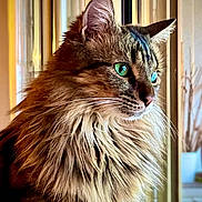 Mantchoug participe au concours pour gagner de l'argent avec cette photo : cat, fluffy, green_eyes, window, indoor, portrait, feline, looking_away, long_hair, whiskers, close_up, soft_light, domestic_animal, pet, calm, curious, side_view, warm_colors, animal_portrait, beautiful