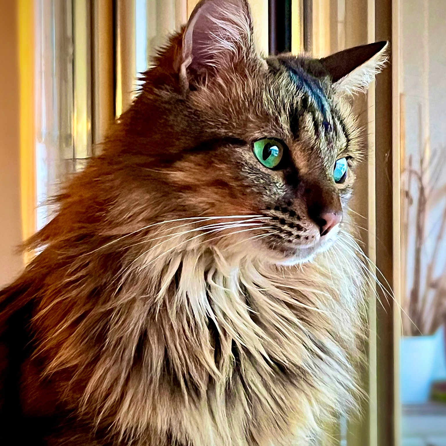 Mantchoug participe au concours pour gagner de l'argent avec cette photo : animal_portrait, beautiful, calm, cat, close_up, curious, domestic_animal, feline, fluffy, green_eyes, indoor, long_hair, looking_away, pet, portrait, side_view, soft_light, warm_colors, whiskers, window