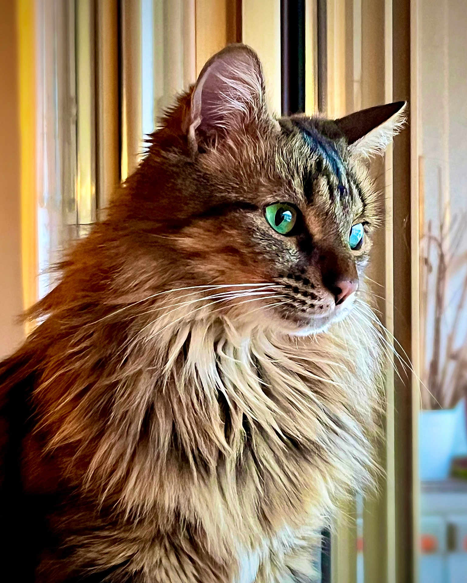 Mantchoug participe au concours pour gagner de l'argent avec cette photo : cat, fluffy, green_eyes, window, indoor, portrait, feline, looking_away, long_hair, whiskers, close_up, soft_light, domestic_animal, pet, calm, curious, side_view, warm_colors, animal_portrait, beautiful