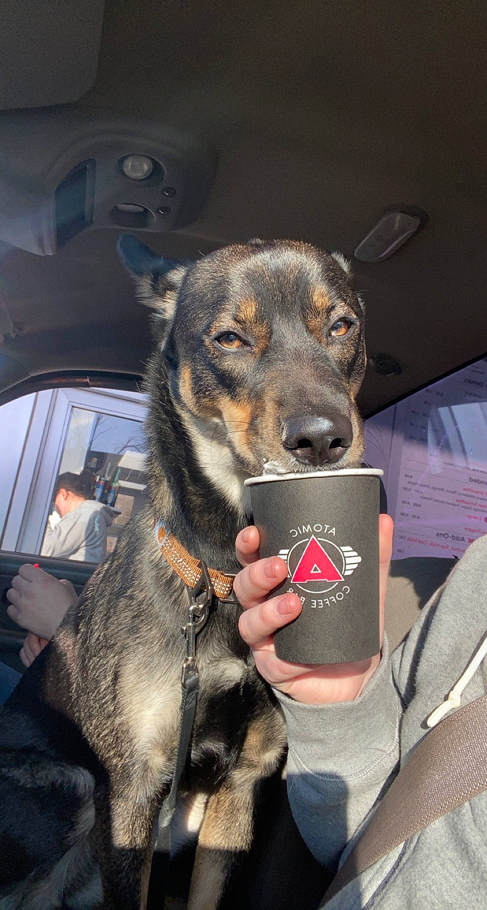 Maddy joined the competition — help win amazing prizes! canidae, carnivore, collar, companion_dog, dog, dog_breed, ear, fawn, fur, guard_dog, jaw, pet_supply, snout, sporting_group, whiskers, window, working_animal, working_dog