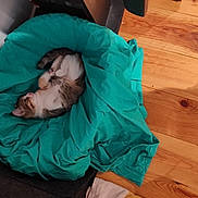 Sarabi participe au concours pour gagner de l'argent avec cette photo : baby, bedding, child, comfort, event, flooring, green, hardwood, health_care, hospital, leisure, linens, medical, medical_equipment, medical_procedure, patient, room, service, textile, wood