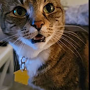 Doja Cat is registered to the contest to win money with this photo: animal, blurred_background, cat, close_up, collar, curious, cute, domestic, eyes, face, feline, focus, friend, fur, indoor, mouth, pet, tabby, whiskers, yellow_tag