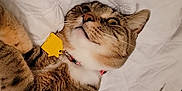 Doja Cat joined the competition — help win amazing prizes! animal, cat, close_up, collar, curious, cute, domestic_cat, ears, face, feline, fur, indoor, lying_down, pet, quilted_blanket, relaxed, tabby, whiskers, white_background, yellow_tag