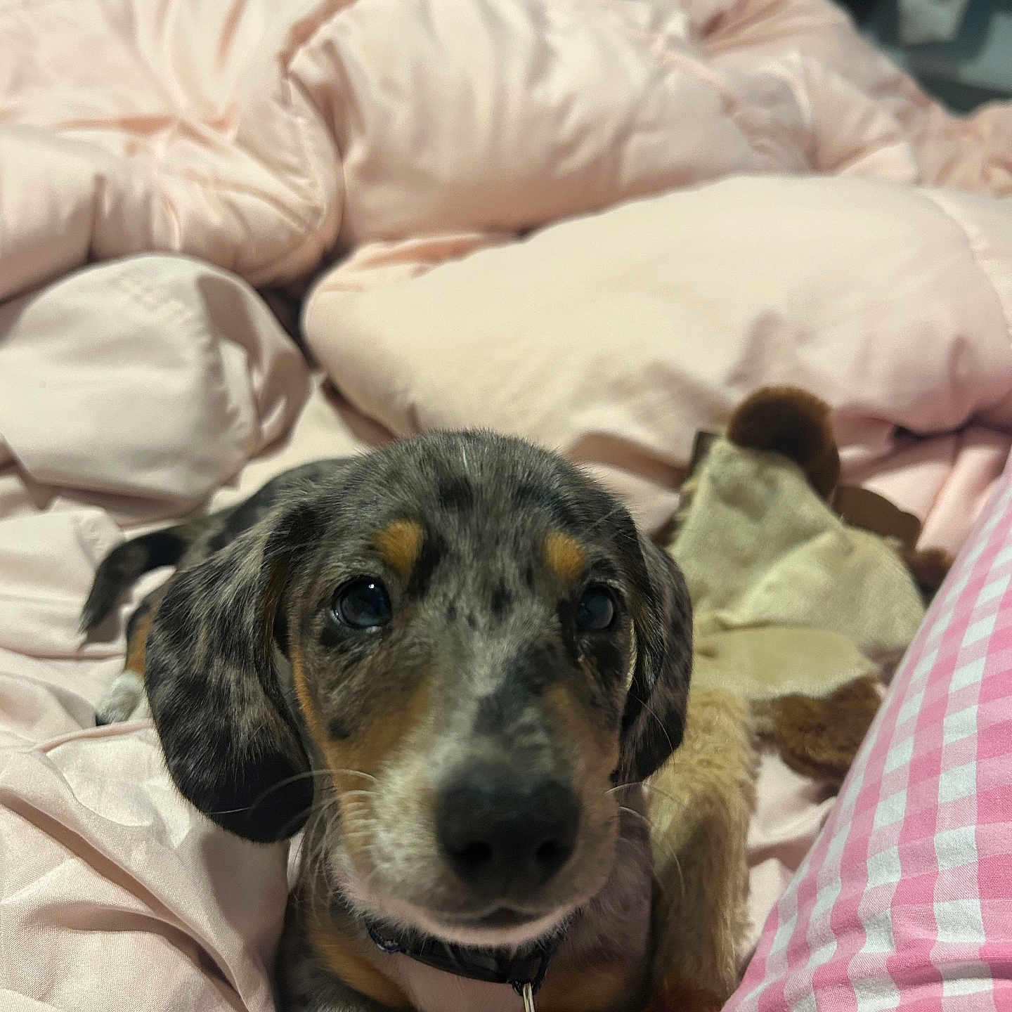Knox