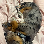 Knox joined the competition — help win amazing prizes! dog, puppy, sleeping, curled_up, bed, blanket, pink, fur, collar, resting, cute, domestic_animal, pet, indoor, cozy, relaxed, canine, soft, animal, sleep