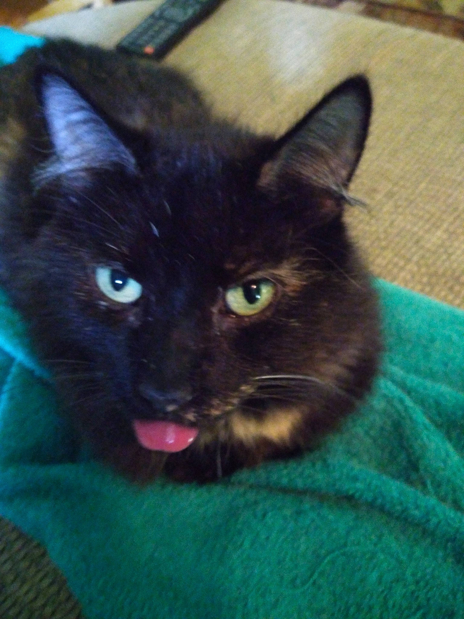 Jewel is registered to the contest to win money with this photo: black_cat, bombay, carnivore, cat, cat_supply, claw, comfort, domestic_short_haired_cat, electric_blue, felidae, fur, green, small_to_medium_sized_cats, snout, terrestrial_animal, whiskers