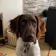 Asko participe au concours pour gagner de l'argent avec cette photo : dog, brown, white, ears, indoor, floor, tile, pattern, stone_wall, pet, animal, curious, sitting, closeup, looking, fur, muzzle, canine, house, furniture