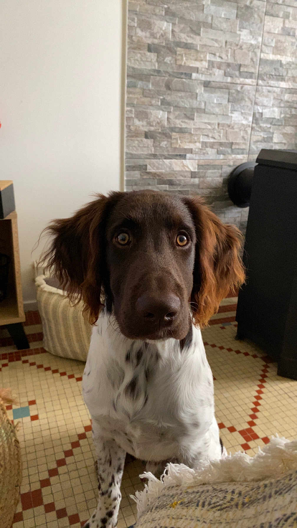 Asko