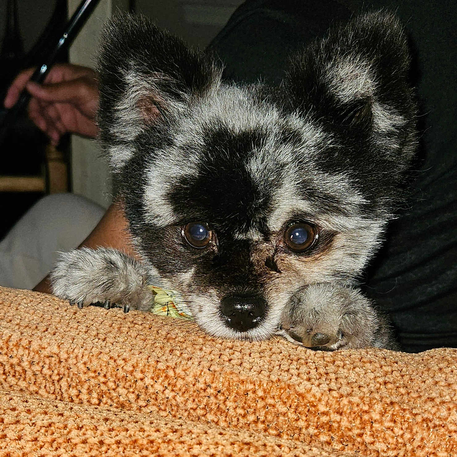 Boujee joined the competition — help win amazing prizes! animal, bodypart, canine, chihuahua, cockerspaniel, couch, cushion, dog, face, finger, furniture, hand, head, homedecor, papillon, person, pet, photography, portrait, puppy