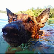 Rita a rejoint le concours — aidez-le/la à gagner de superbes lots ! dog, german_shepherd, water, lake, swimming, wet, animal, outdoor, nature, ears, nose, face, canine, pet, summer, adventure, forest, reflection, closeup, daytime