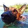 dog, german_shepherd, water, lake, swimming, wet, animal, outdoor, nature, ears, nose, face, canine, pet, summer, adventure, forest, reflection, closeup, daytime
