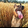 dog, german_shepherd, wheat_field, tongue_out, outdoor, nature, sunlight, happy, canine, summer, pet, animal, agriculture, grass, plants, smiling, collar, ears, closeup, daytime