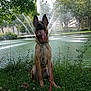 dog, grass, water, fountain, park, trees, leash, canine, nature, outdoor, pond, summer, happy, tongue_out, sitting, greenery, daytime, animal, water_spray, urban