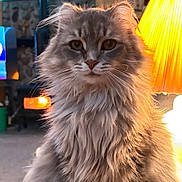 Spencer joined the competition — help win amazing prizes! cat, fluffy, gray_cat, indoor, lamp, light, led_lights, furniture, table, pet, animal, whiskers, portrait, sitting, cozy, domestic, fur, closeup, home, cute