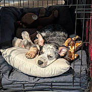 Asher is registered to the contest to win money with this photo: puppy, dog, crate, bed, pillow, plush_toys, giraffe_toy, bear_toy, sleeping, resting, indoor, wooden_floor, pet, cute, animal, cozy, sunlight, relaxing, ears, furry
