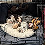 puppy, dog, crate, bed, pillow, plush_toys, giraffe_toy, bear_toy, sleeping, resting, indoor, wooden_floor, pet, cute, animal, cozy, sunlight, relaxing, ears, furry