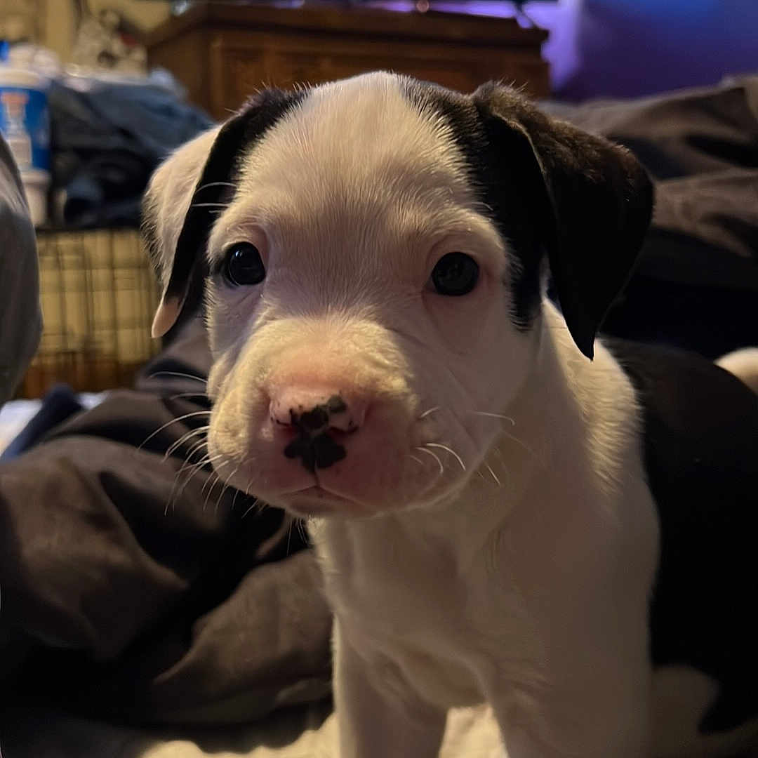 Nico joined the competition — help win amazing prizes! canidae, carnivore, collar, companion_dog, dog, dog_breed, fawn, fur, non_sporting_group, pet_supply, snout, sporting_group, television, terrestrial_animal, whiskers, working_animal