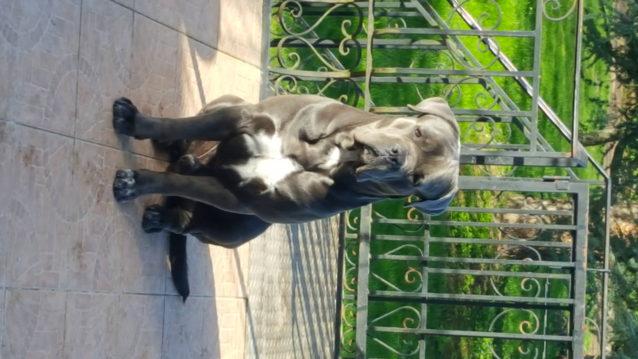 Tango participe au concours pour gagner de l'argent avec cette photo : art, canidae, dog_breed, fawn, felidae, fence, grass, mammal, mesh, pet_supply, plant, recreation, sculpture, snout, sporting_group, statue, tail, terrestrial_animal, tree, wildlife