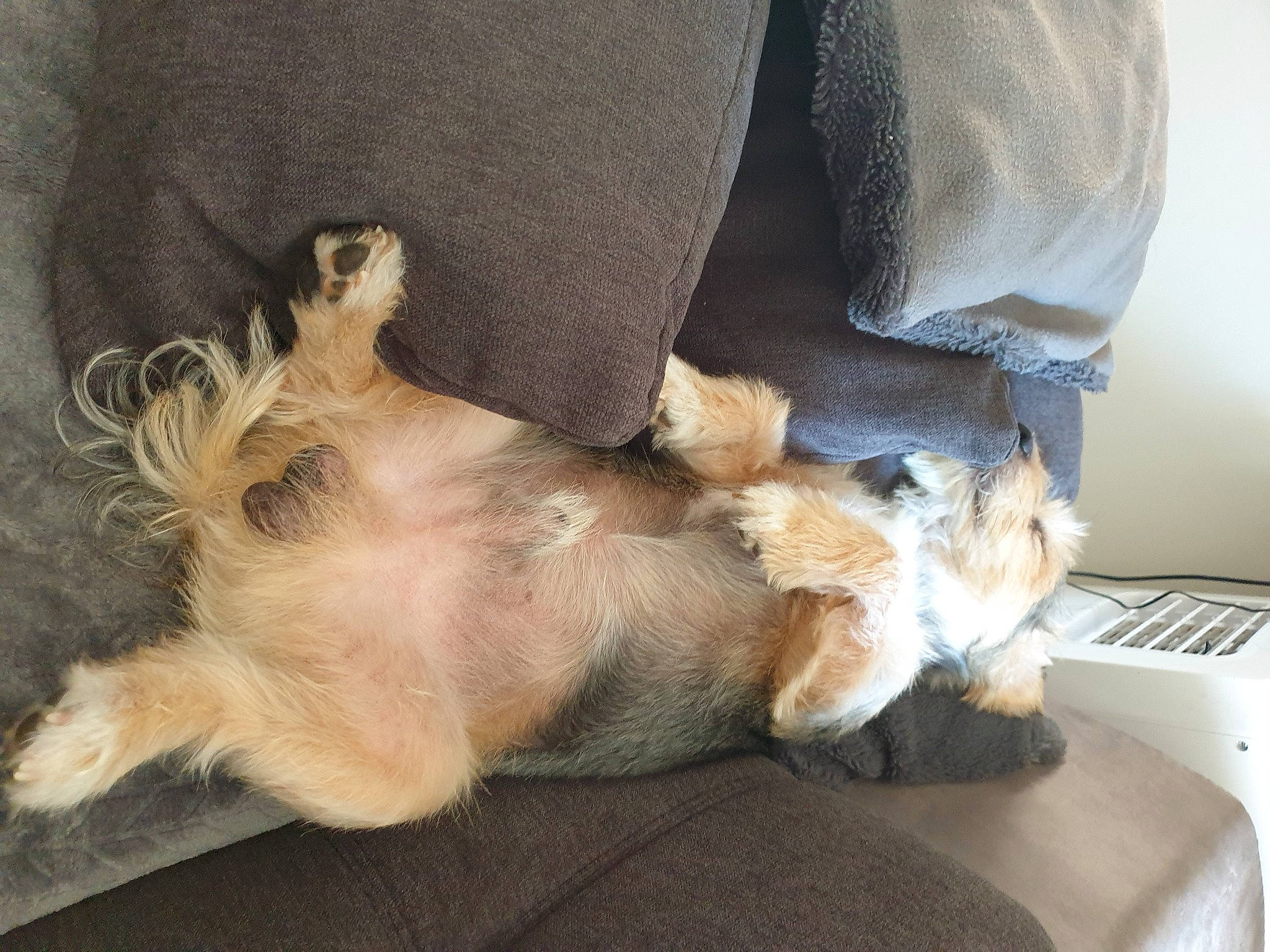 Cocaïne a rejoint le concours — aidez-le/la à gagner de superbes lots ! canidae, carnivore, claw, comfort, companion_dog, dog, dog_breed, fawn, felidae, foot, fur, human_leg, mammal, nap, paw, snout, sporting_group, tail, vertebrate, whiskers