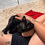 Toothpick is registered to the contest to win money with this photo: animal, beige_rug, black_kitten, cat, close_up, comfort, cozy, curious, cute, floor_tile, fur, hand, indoor, legs, person, pet, red_cloth, relax, resting, tattoo
