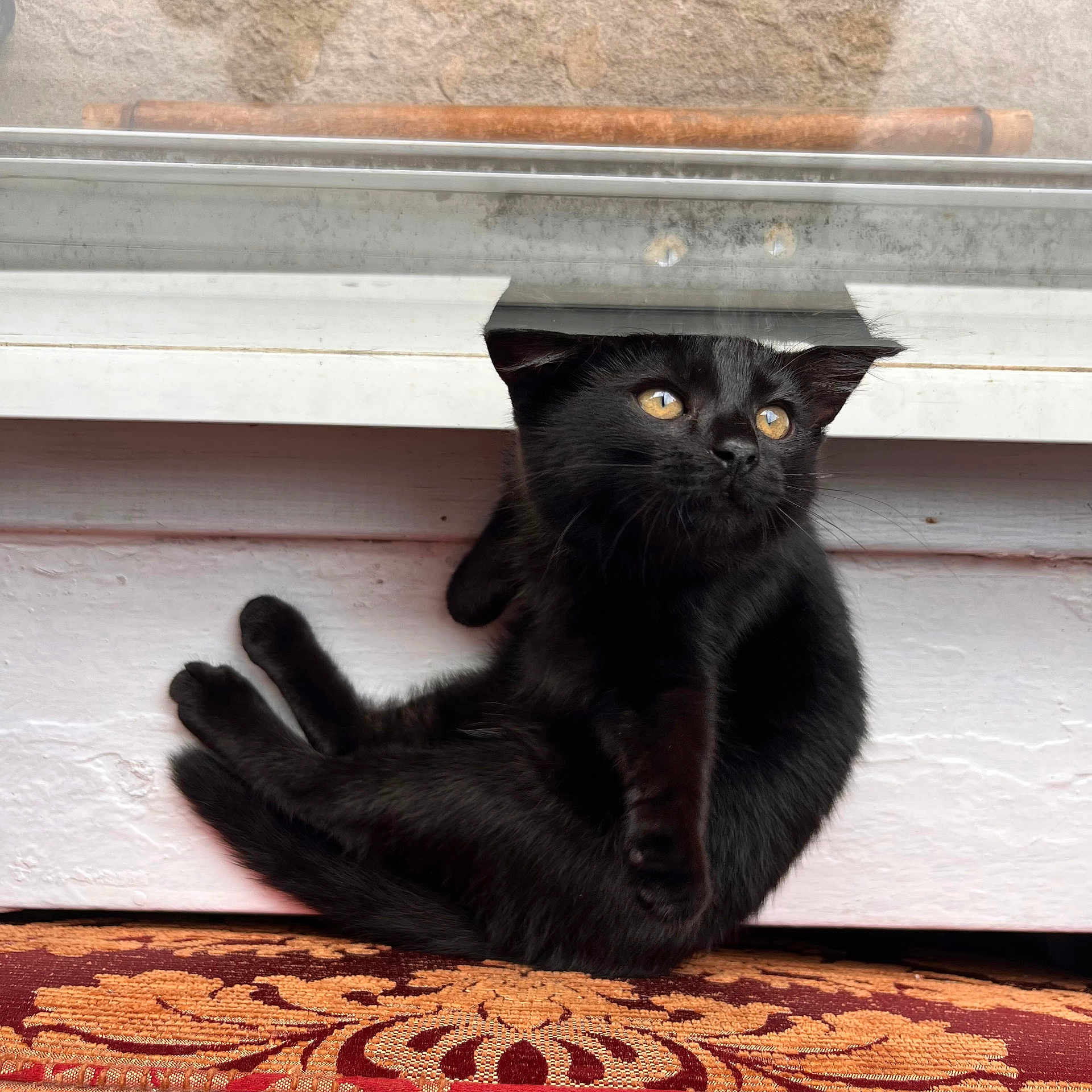 Toothpick is registered to the contest to win money with this photo: animal, black_cat, carpet, cat, cozy, curious, curled_up, cute, fur, furniture, home, indoor, looking_away, pet, relaxed, resting, small, wall, whiskers, yellow_eyes
