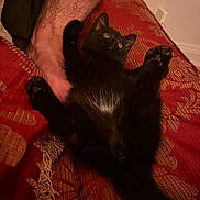 Toothpick joined the competition — help win amazing prizes! animal, black_kitten, cat, cushion, cute, domestic_animal, feline, fur, hairy_leg, human_leg, indoor, kitten, patterned_fabric, paw, pet, playful, red_cushion, resting, small, white_patch