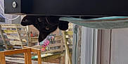 Toothpick is registered to the contest to win money with this photo: animal, black_cat, butterfly, cat, chair, cozy, curious, daylight, decoration, ears, eyes, glass_window, home, indoor, mischievous, outdoor, pet, shelf, window, wooden_furniture