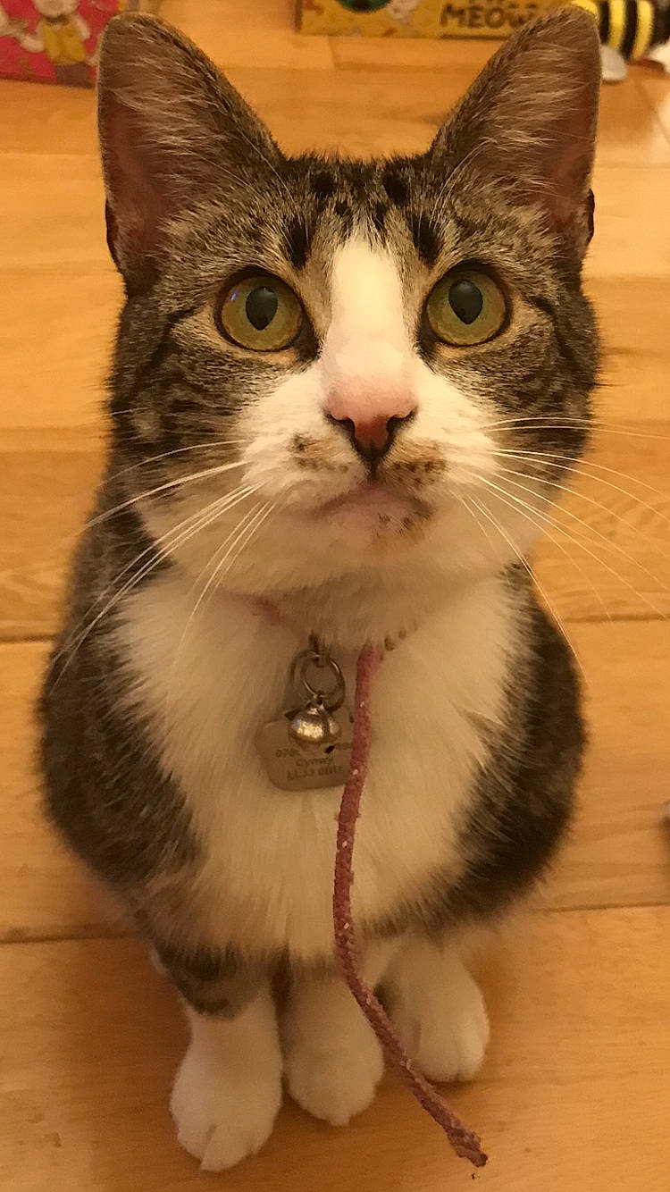 Wispa is registered to the contest to win money with this photo: carnivore, cat, collar, domestic_short_haired_cat, door, eye, felidae, flooring, foot, fur, hair, head, human_body, paw, small_to_medium_sized_cats, snout, tail, terrestrial_animal, whiskers, window